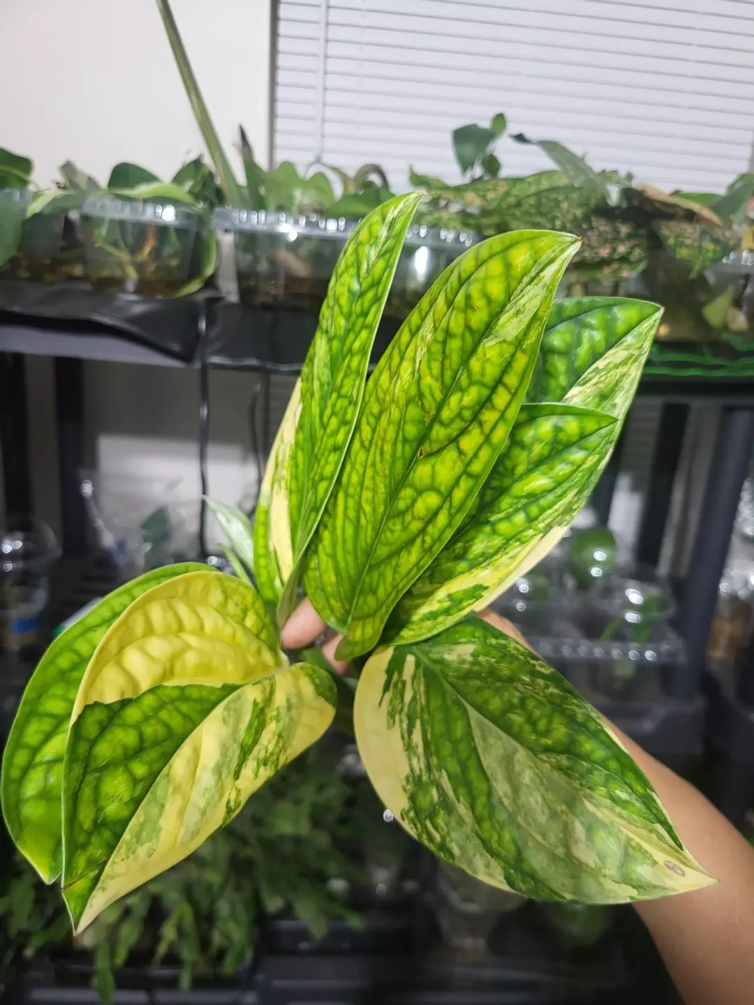 Monstera peru variegated cutting thumbnail