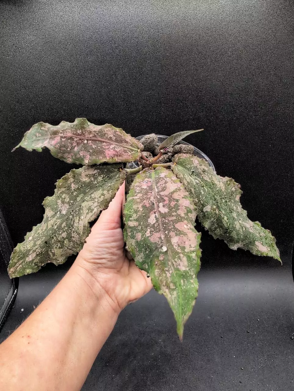 Undulata 'Red Army' (tri-color) thumbnail