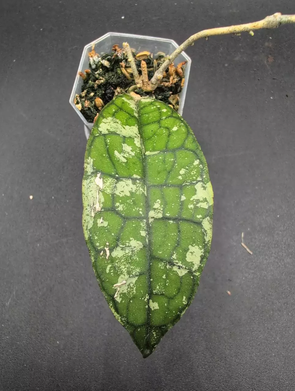 Clemensiorum 'Dragon Scales' thumbnail