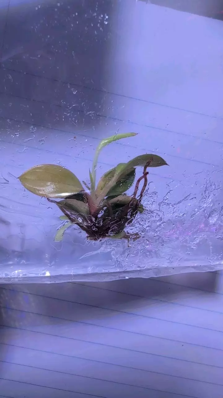 Philodendron Variegated Red Congo TC thumbnail