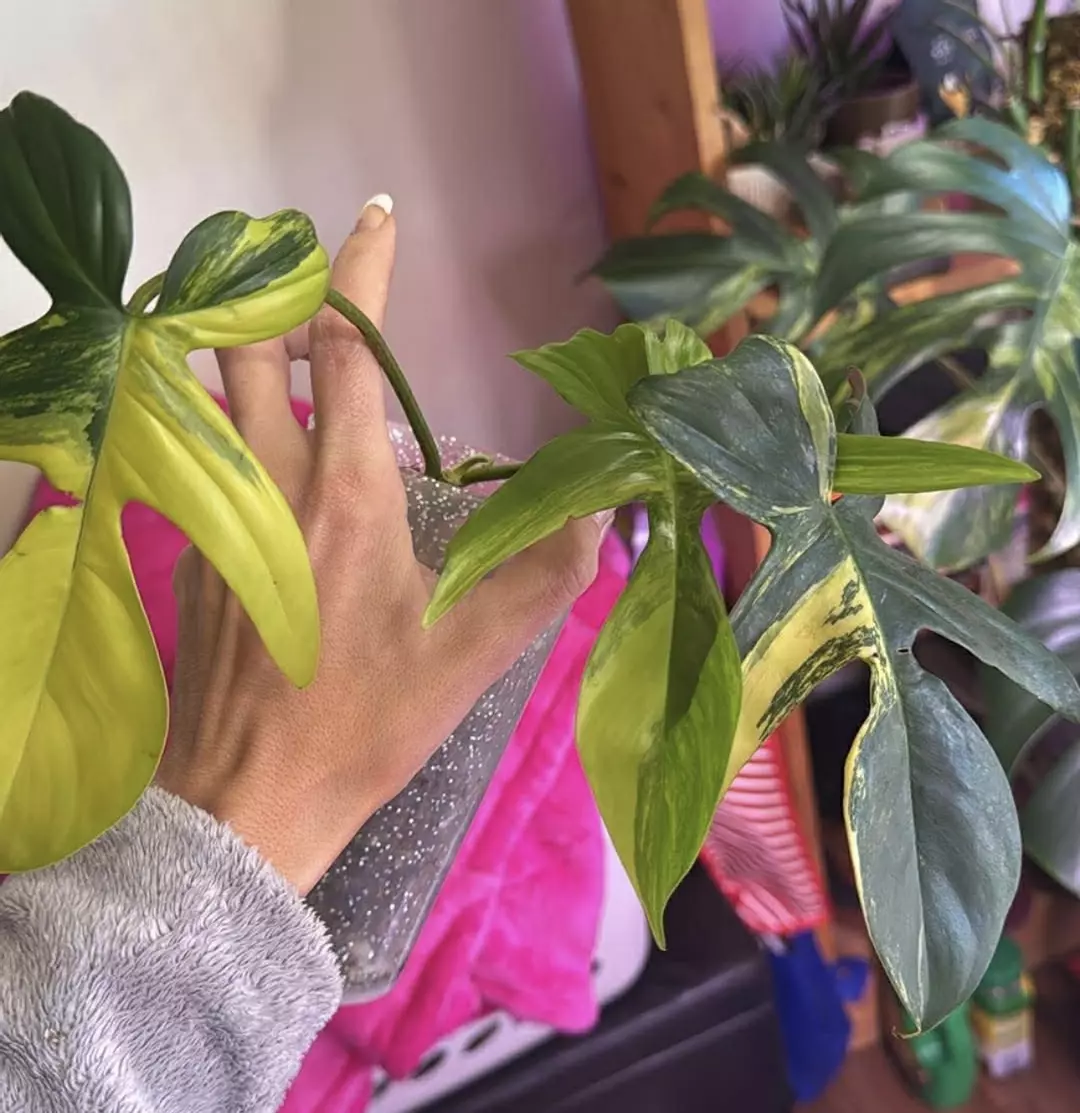 Florida beauty cuttings thumbnail