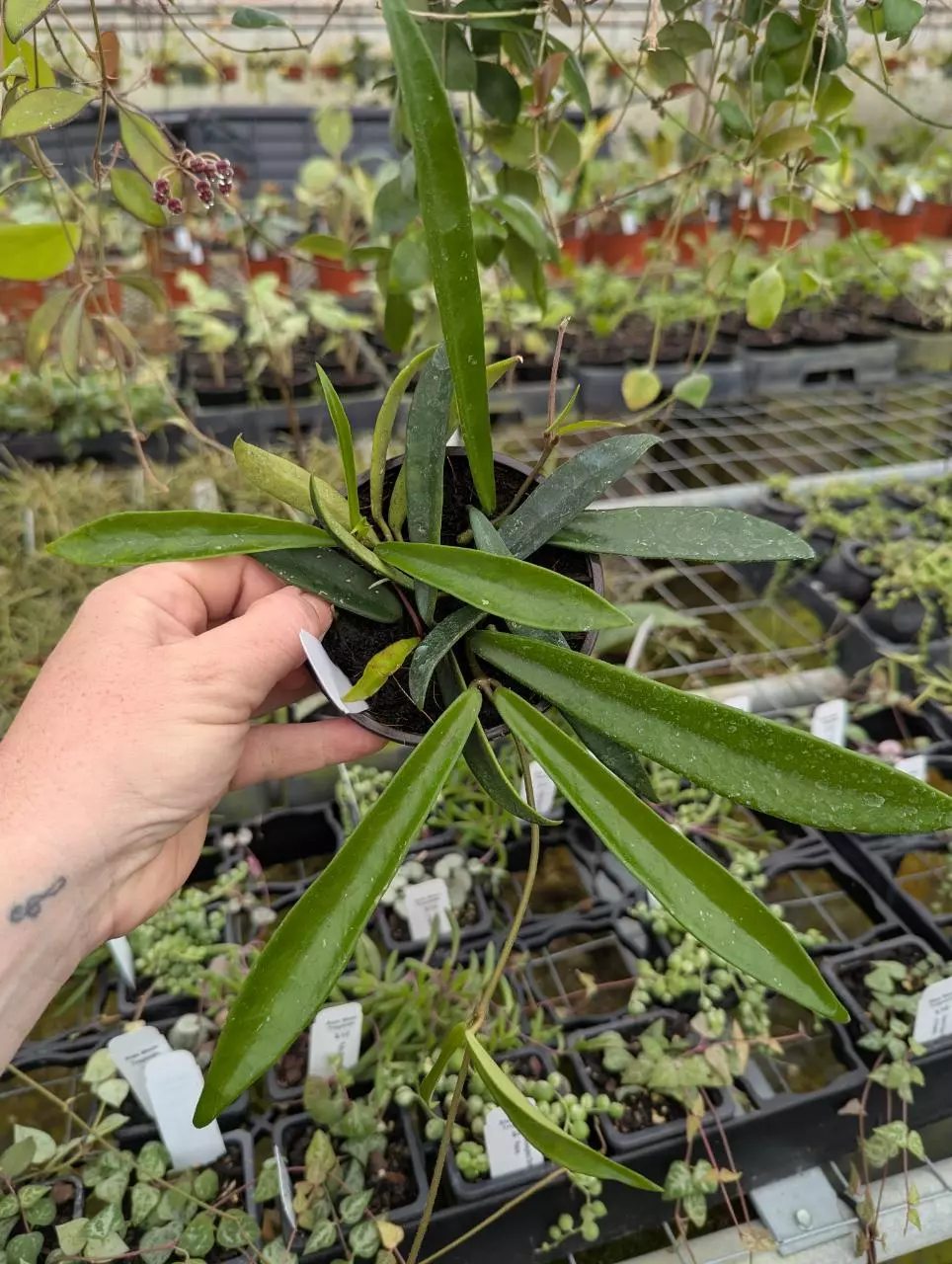 Hoya Minibelle thumbnail