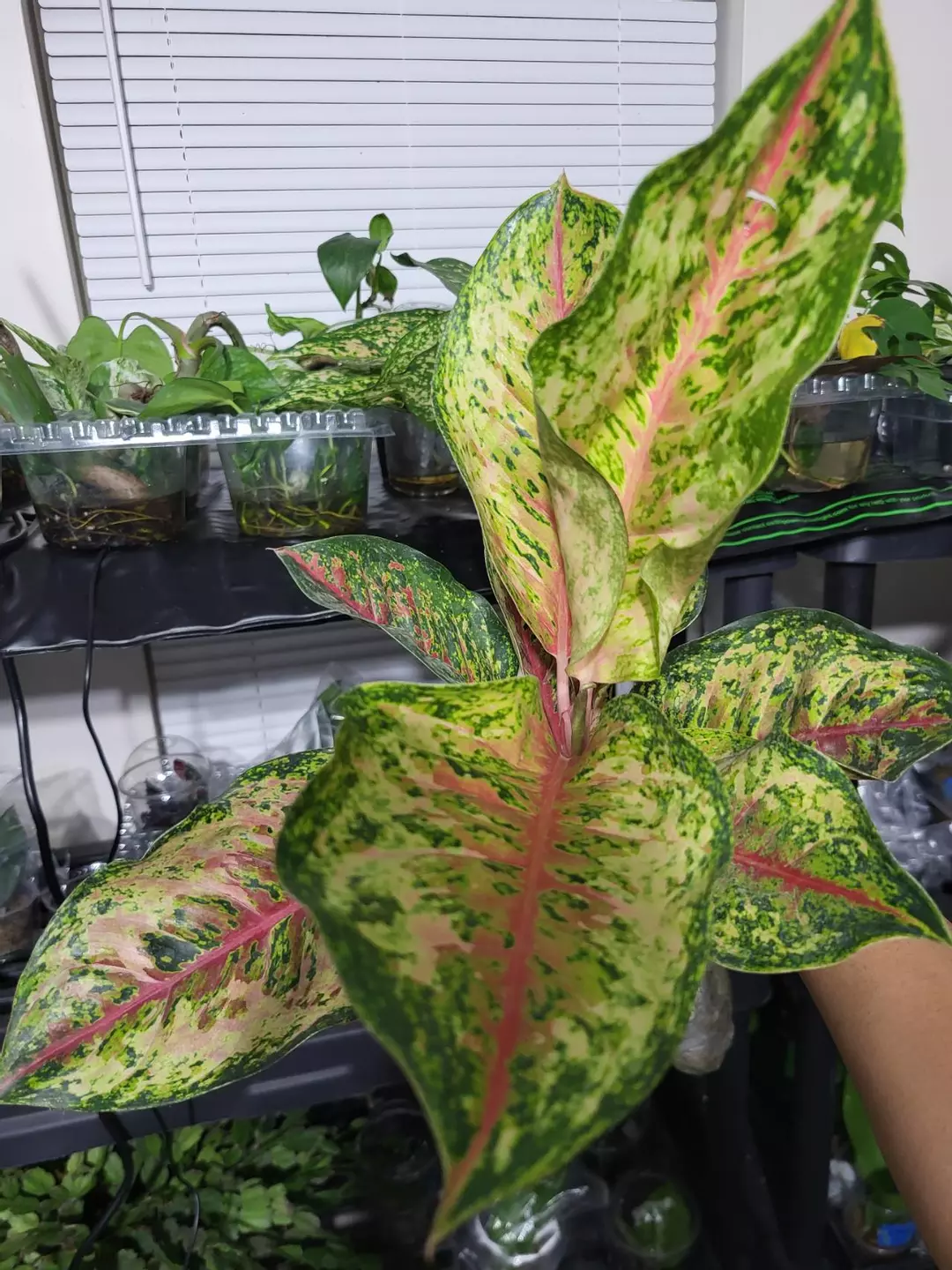 Aglaonema 10 karat thumbnail