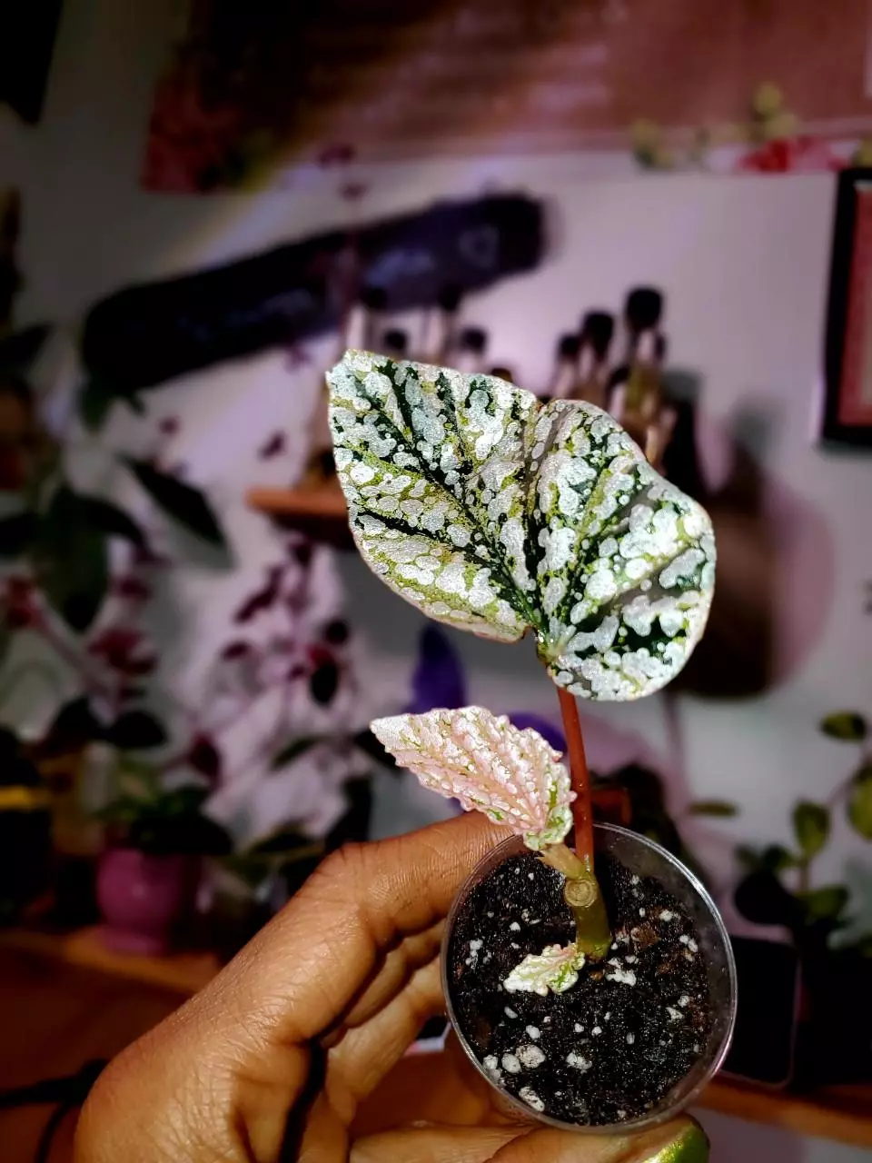 Begonia 'Snow Capped' Variegated 🌸💕🌱Rooted Cutting #1 thumbnail