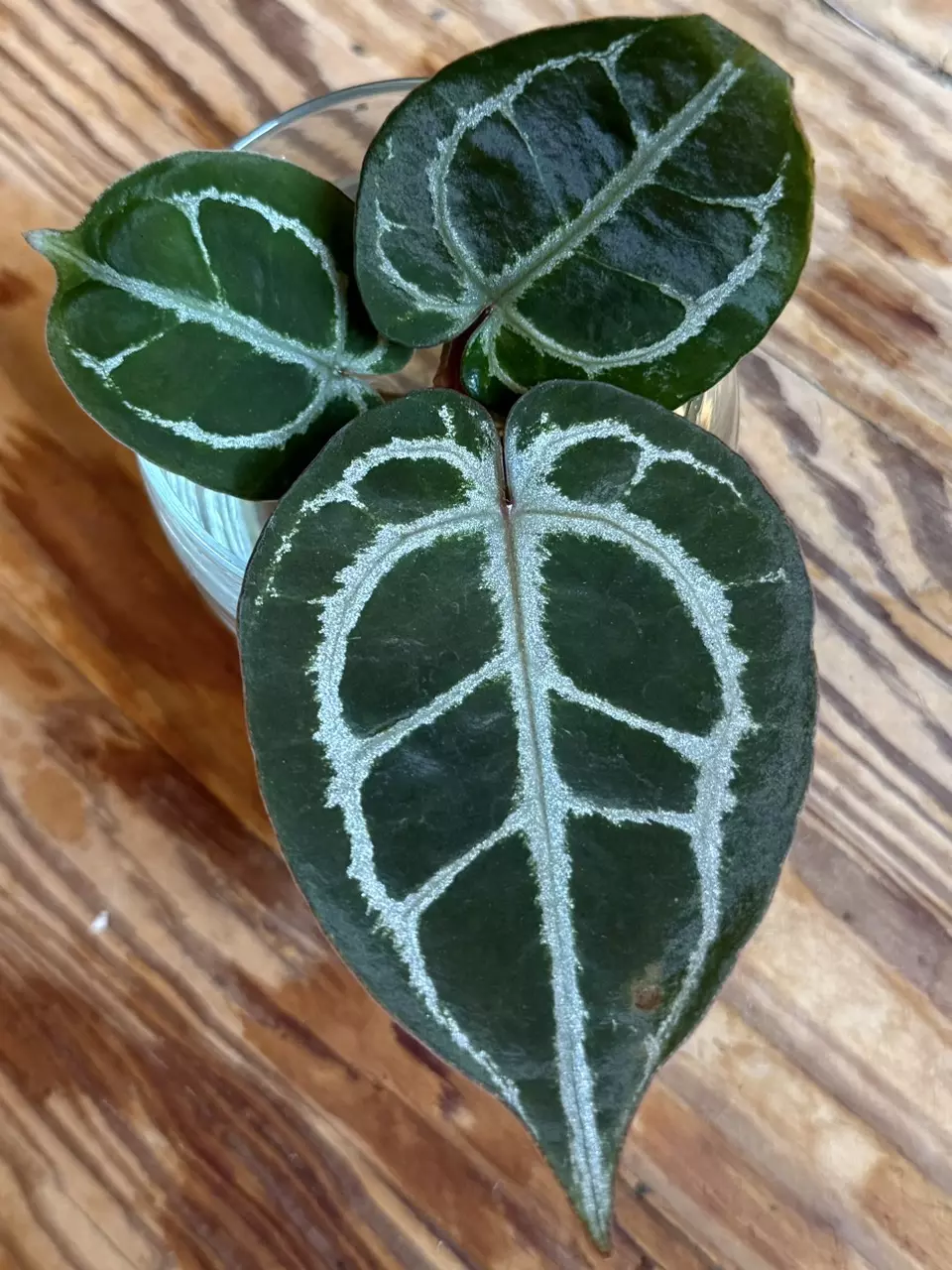 A. KOS (HU) x Red Crystal from H. Ulih *Fresh Import* thumbnail