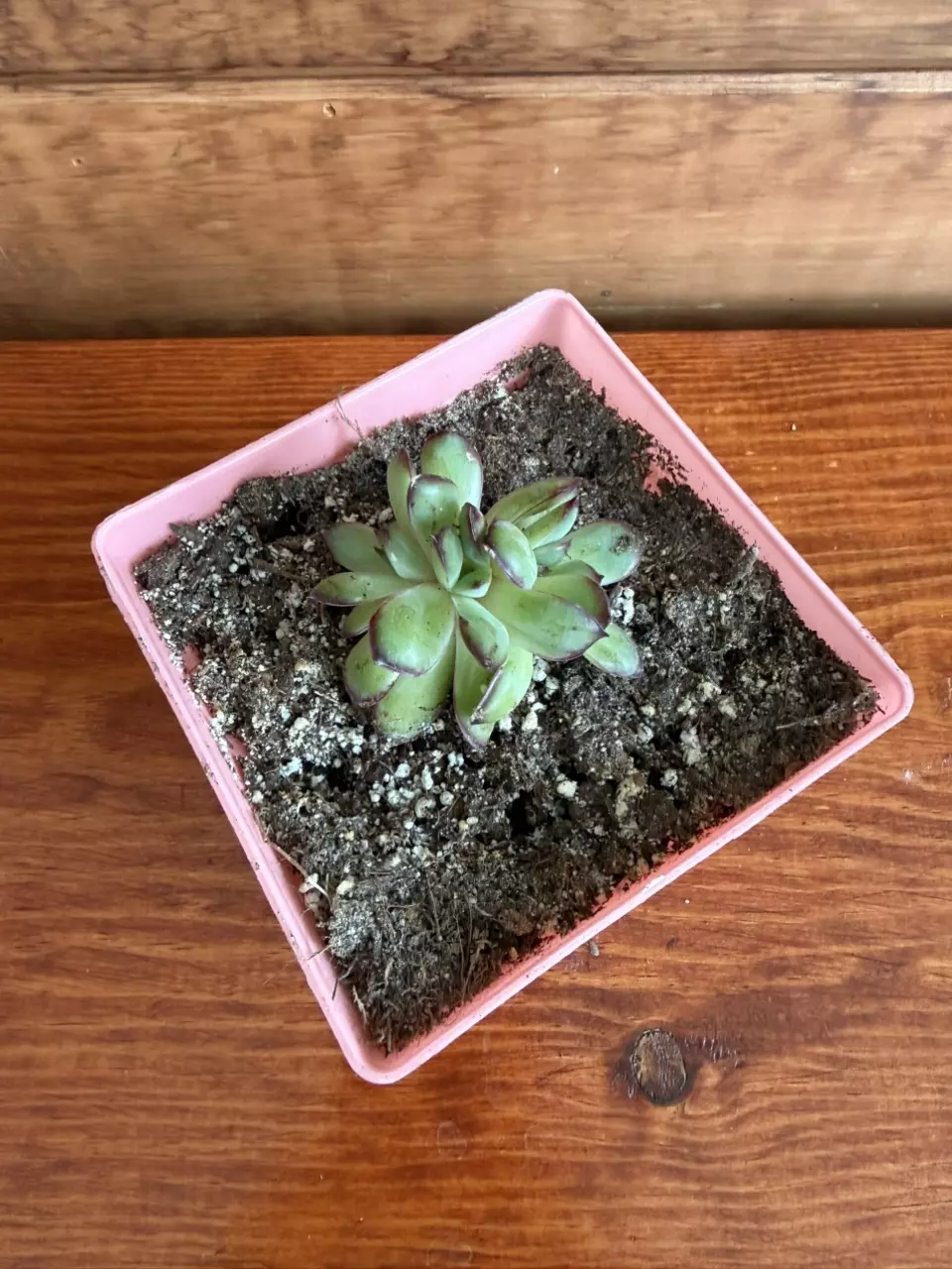 Echevarria thumbnail