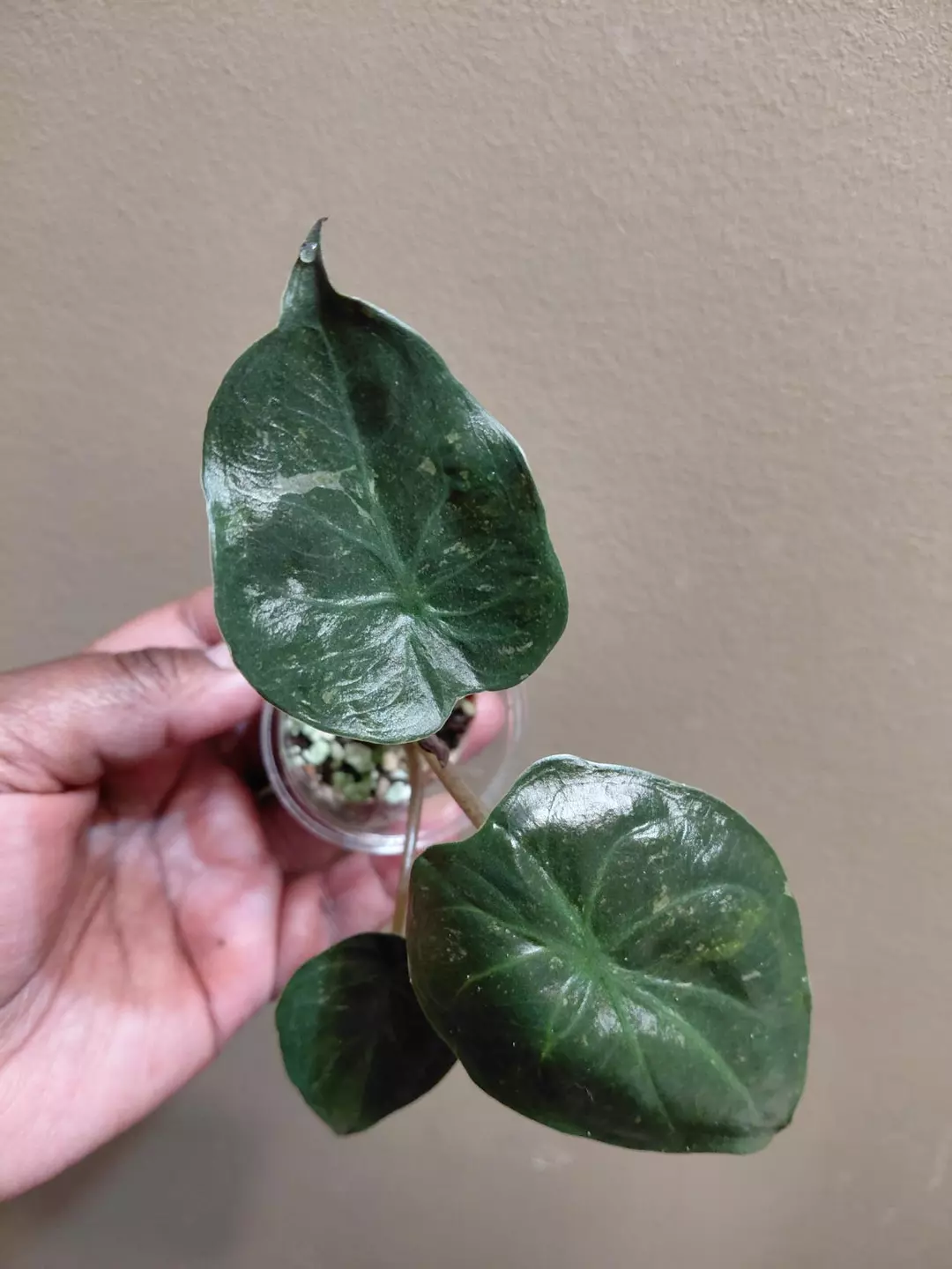 Alocasia Wentii Pink Corm Grown thumbnail