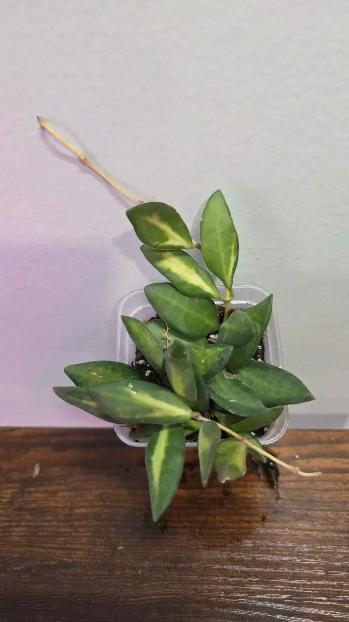 Hoya DS-70 variegated 692 thumbnail