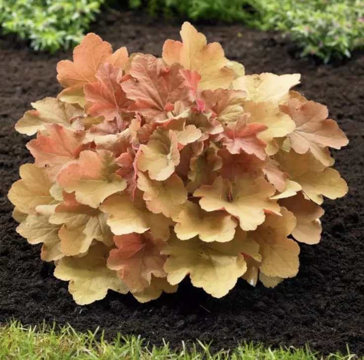 Heuchera Caramel starter plant growers choice thumbnail