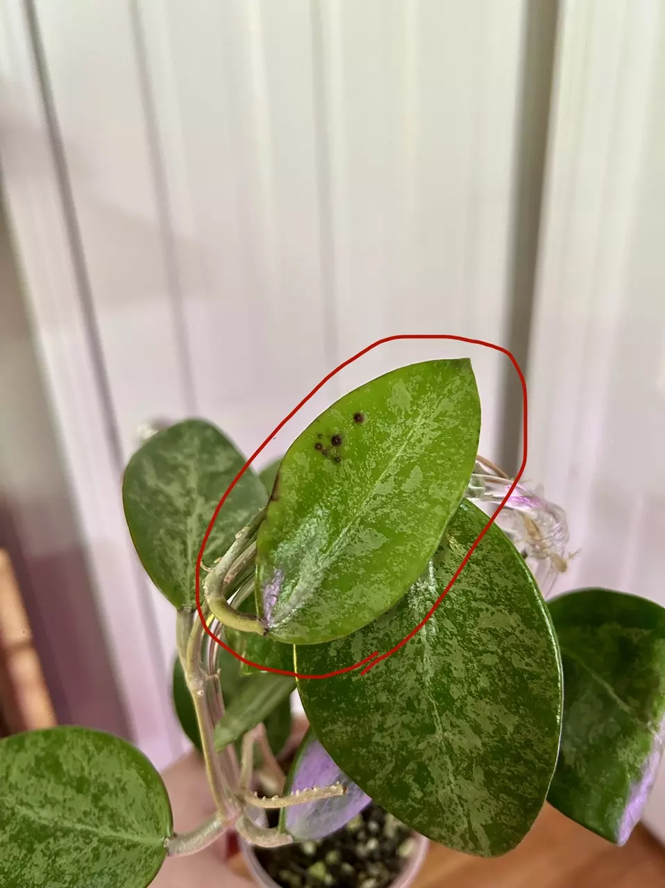 Hoya Rime Splash (1 leaf cutting) thumbnail