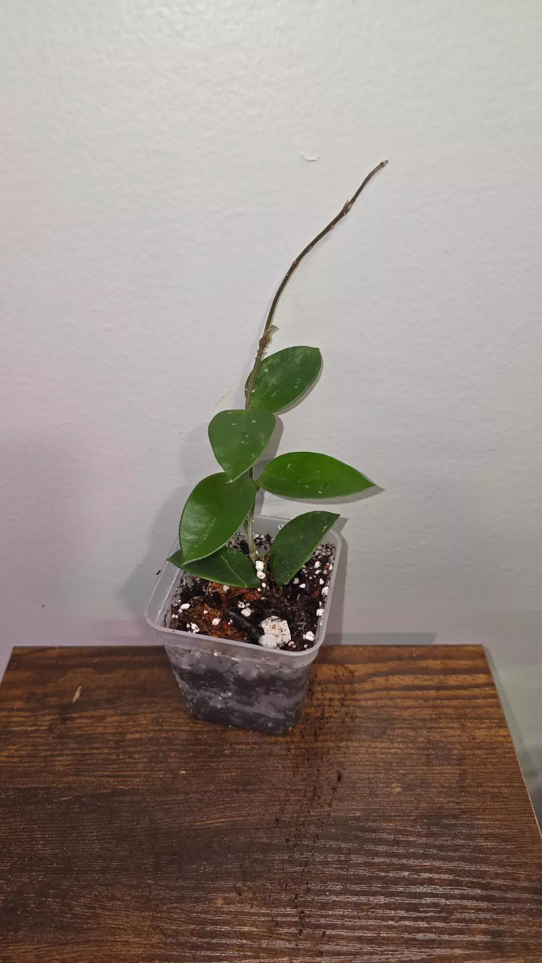 Hoya Chouke D thumbnail