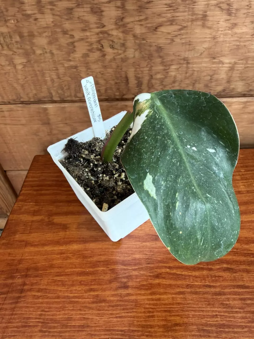 Philodendron white princess tricolors thumbnail