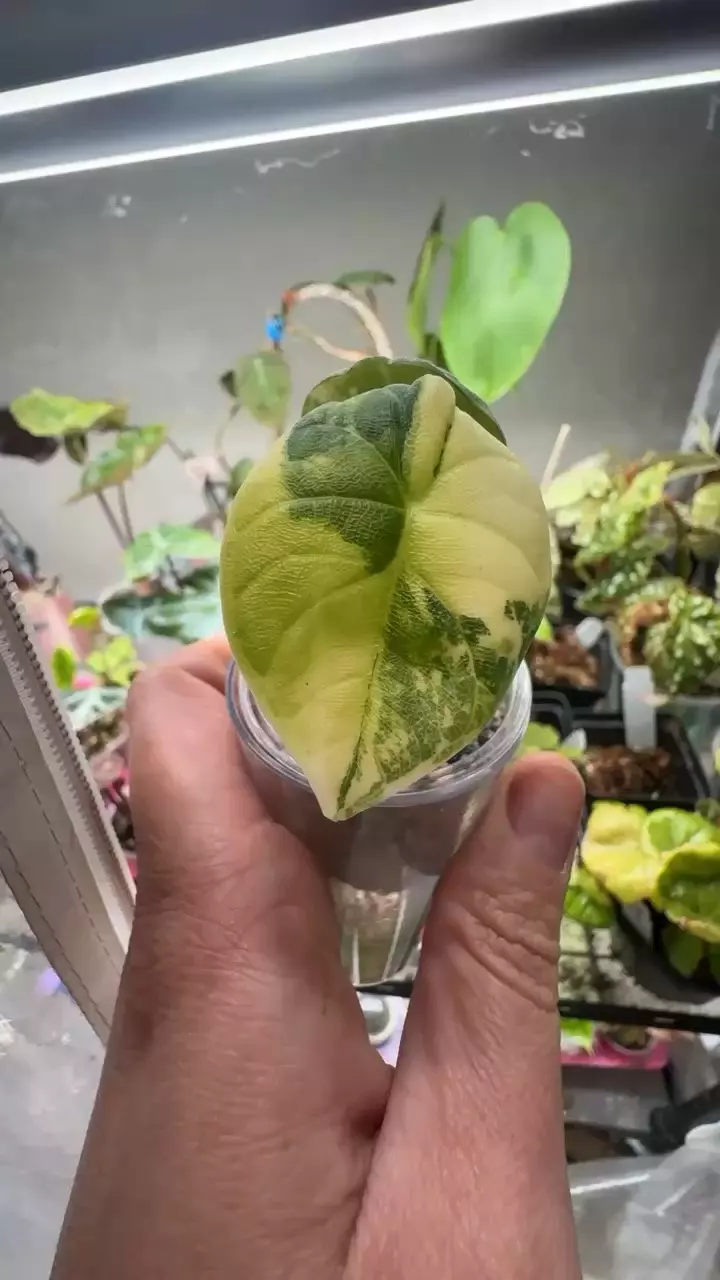 Melo Tricolor pup thumbnail