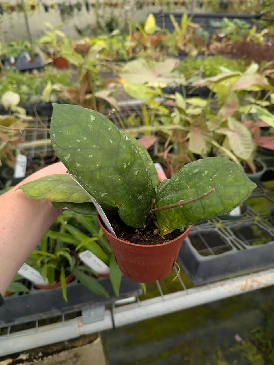 Hoya finlaysonii nova thumbnail