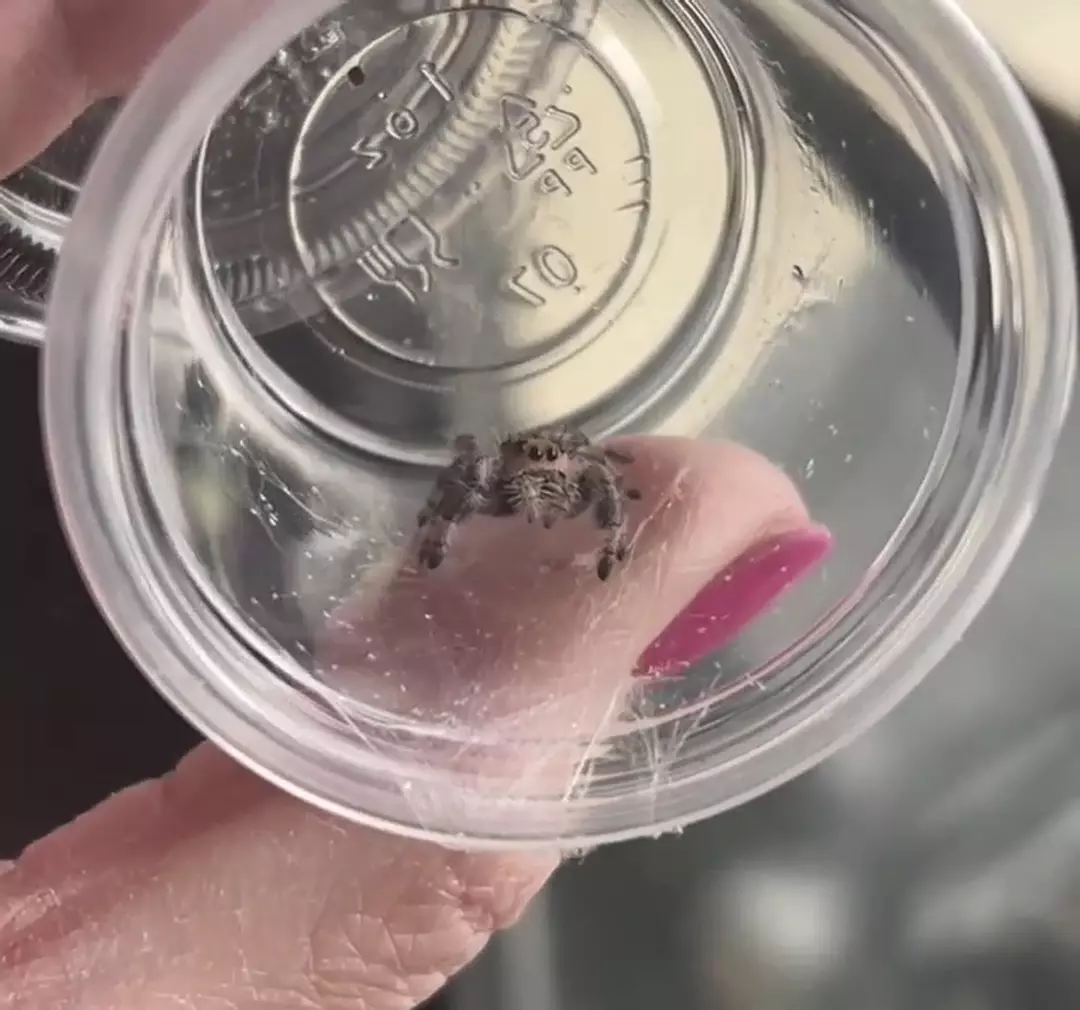 Pink regal jumping spider (rare color) thumbnail