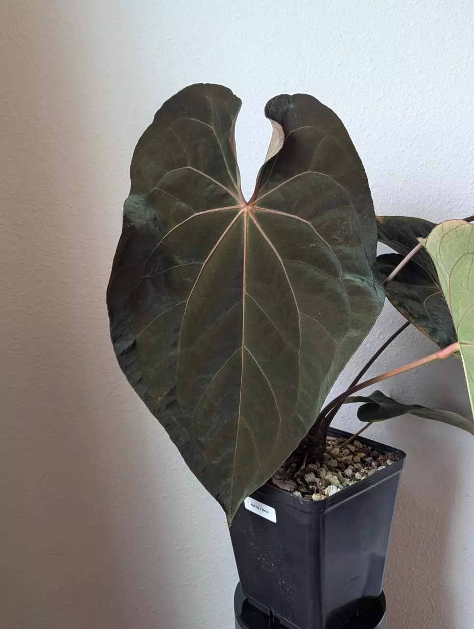 Ace of Purple self x BVEP FLOWERING thumbnail