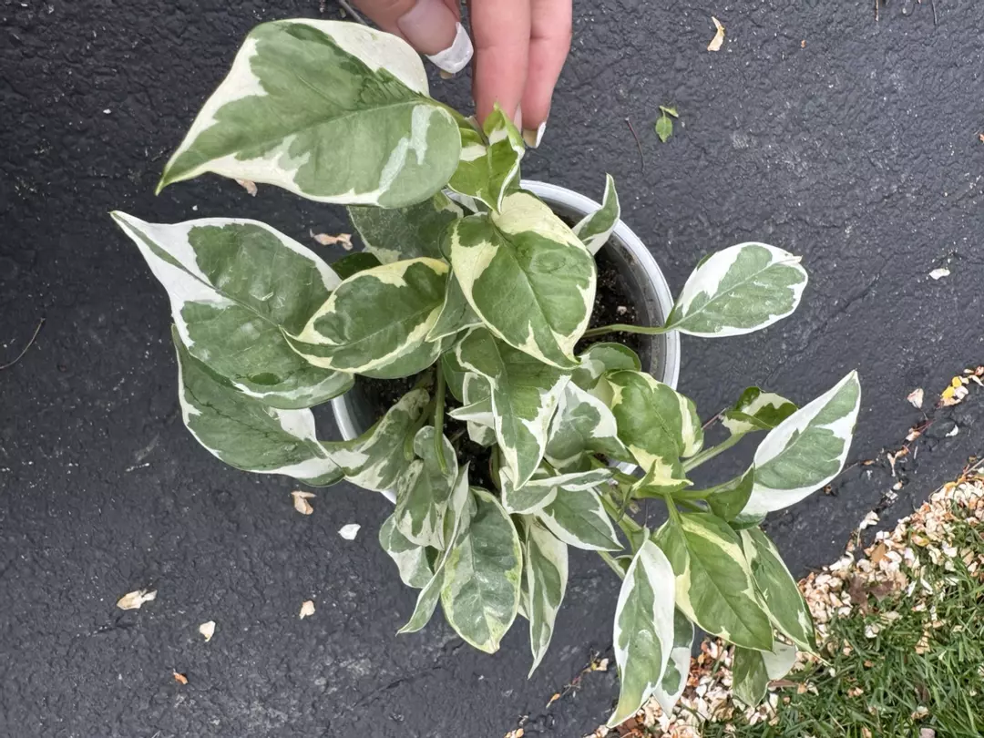 Njoy pothos thumbnail