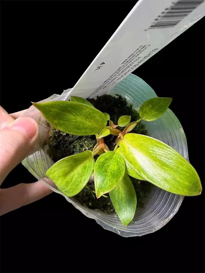 Philodendron Painted Lady - 3 plants thumbnail