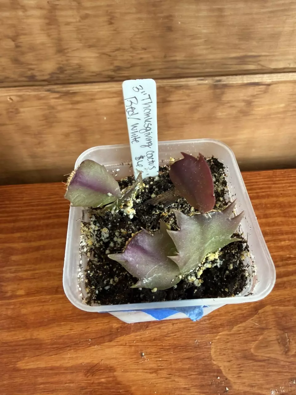 Thanksgiving cactus red/white bloom thumbnail