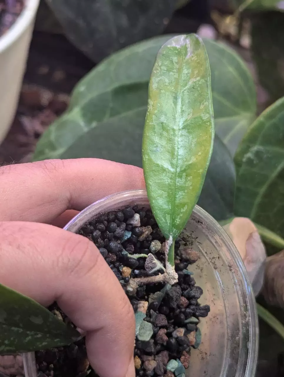 Hoya griffithi splash thumbnail