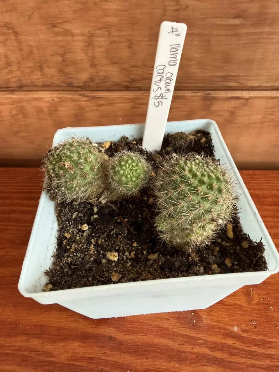 Llama crown cactus thumbnail