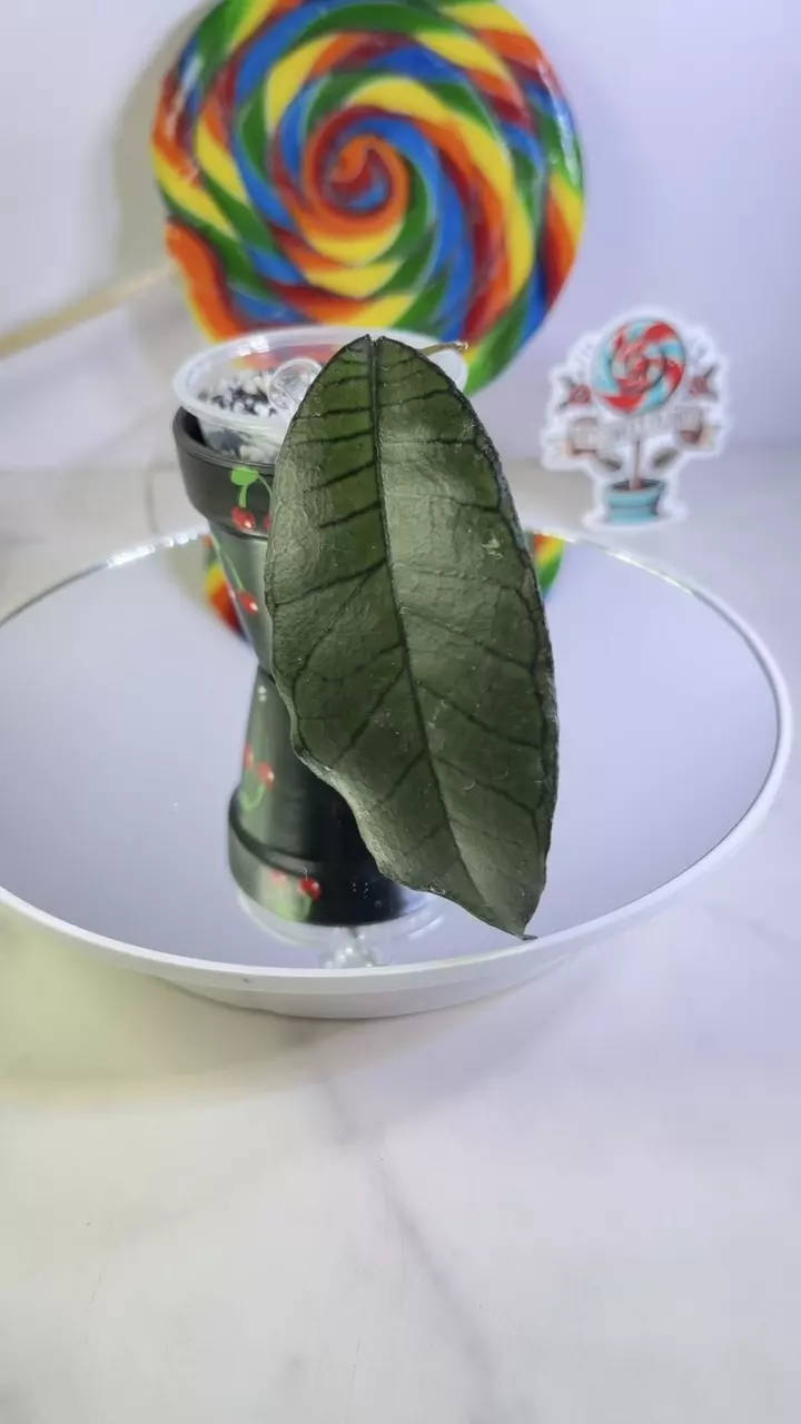 Hoya Gunung Gading thumbnail