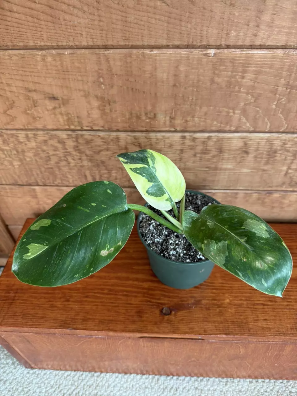 Philodendron green Congo nuclear thumbnail