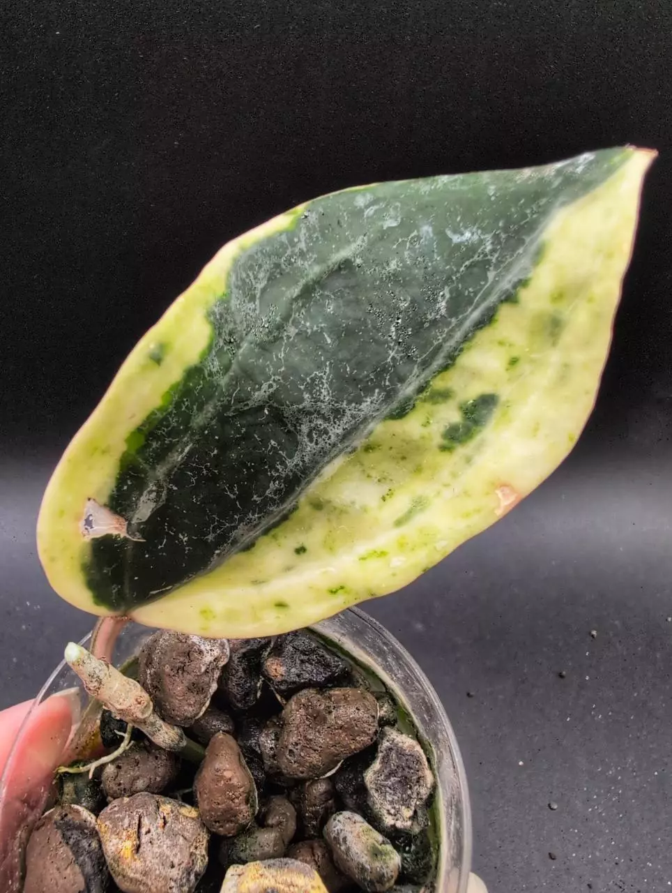 Latifolia 'Peridot'' (Albomarginata) thumbnail
