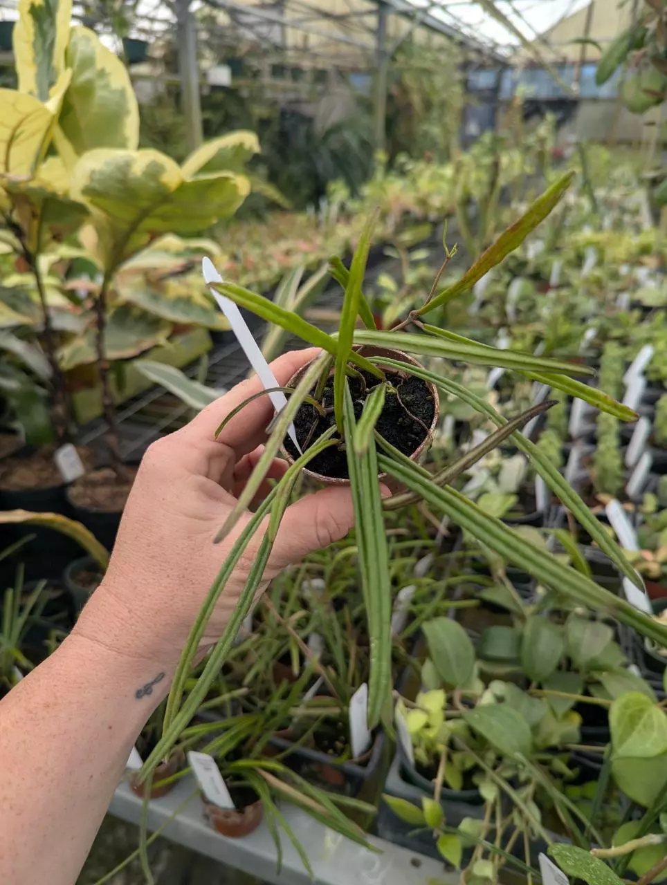 Hoya insularis thumbnail