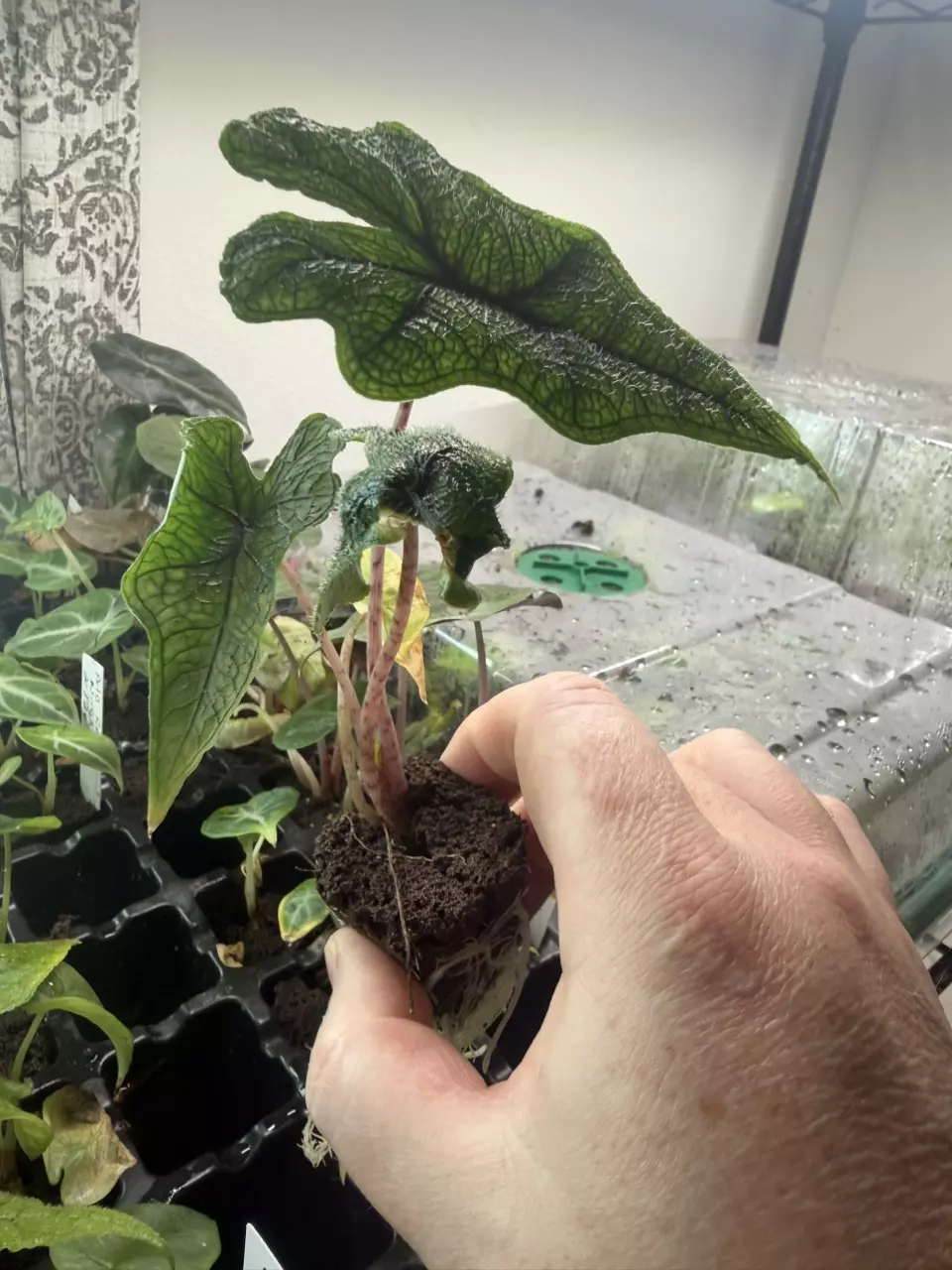 Alocasia Jacklyn Starter BEAUTIFUL Nursery FRESH ✅ thumbnail