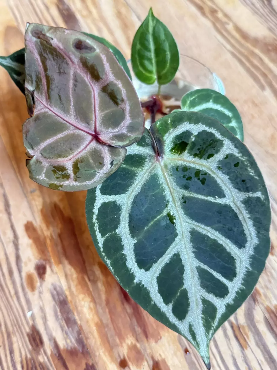 A. Red Tiger from H. Ulih-Authentic tag from HU’s Nursery Included *Fresh Import thumbnail