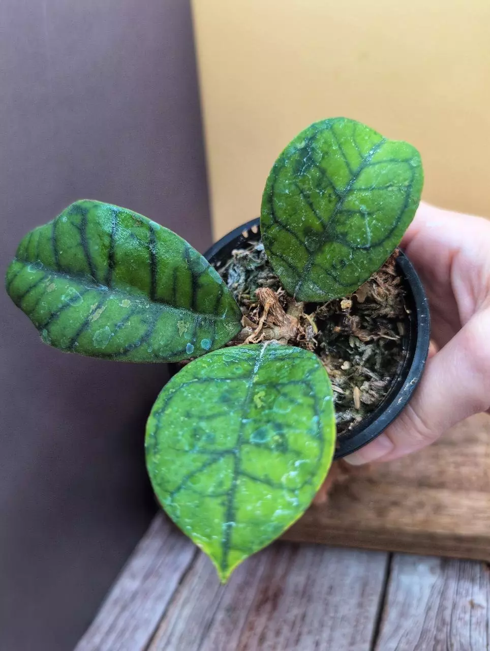 Callistophylla (Small Round Form) thumbnail