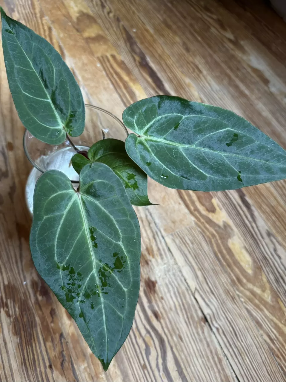 A. Pap x Waroc *Fresh Import* thumbnail