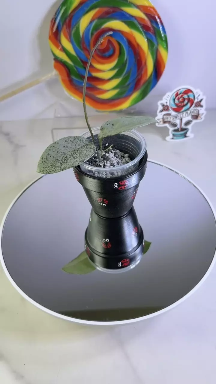 Hoya Nova Ghost thumbnail