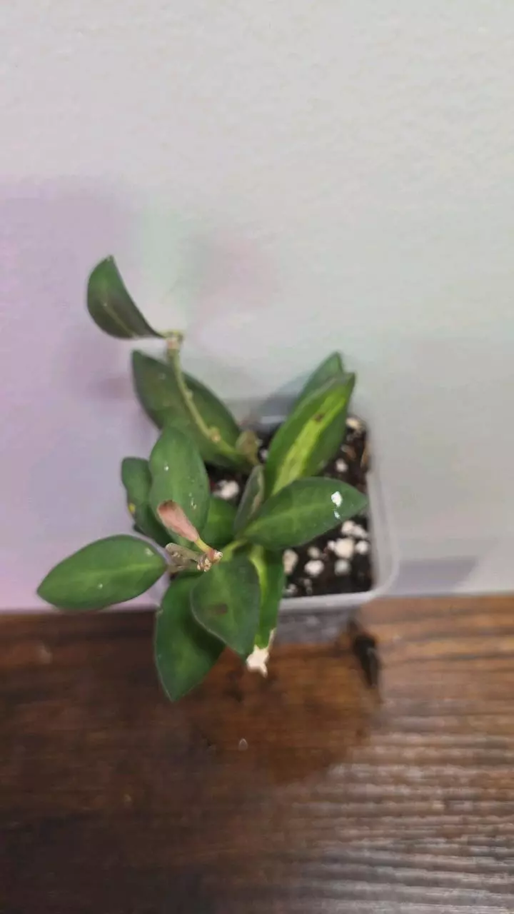 Hoya DS-70 variegated 689 thumbnail