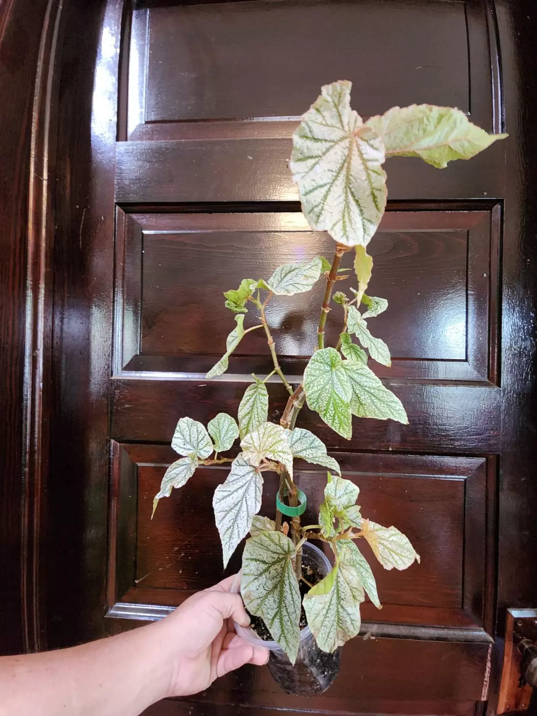 Begonia looking glass XXL thumbnail