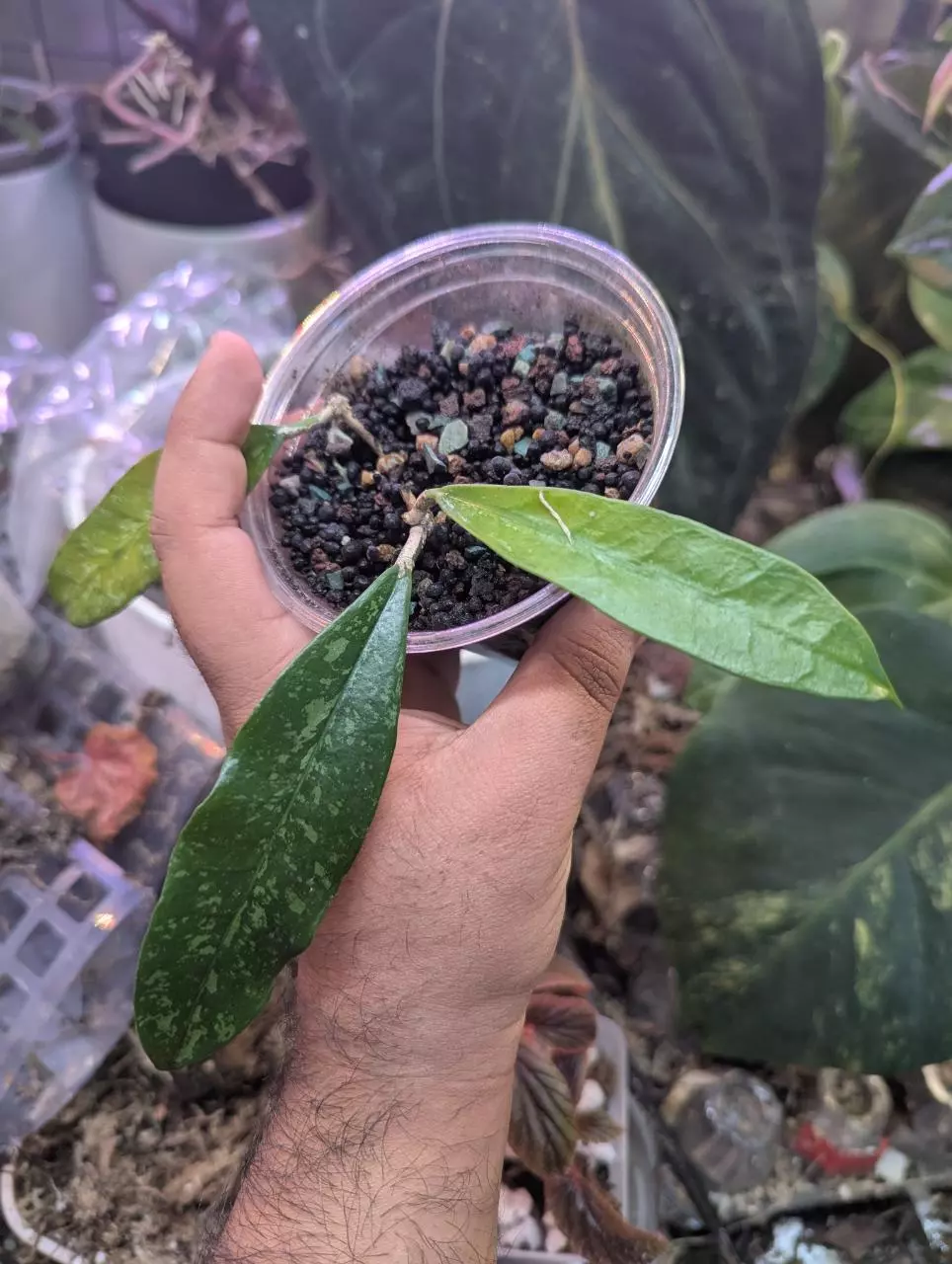 Hoya griffithi splash rooted cutting thumbnail