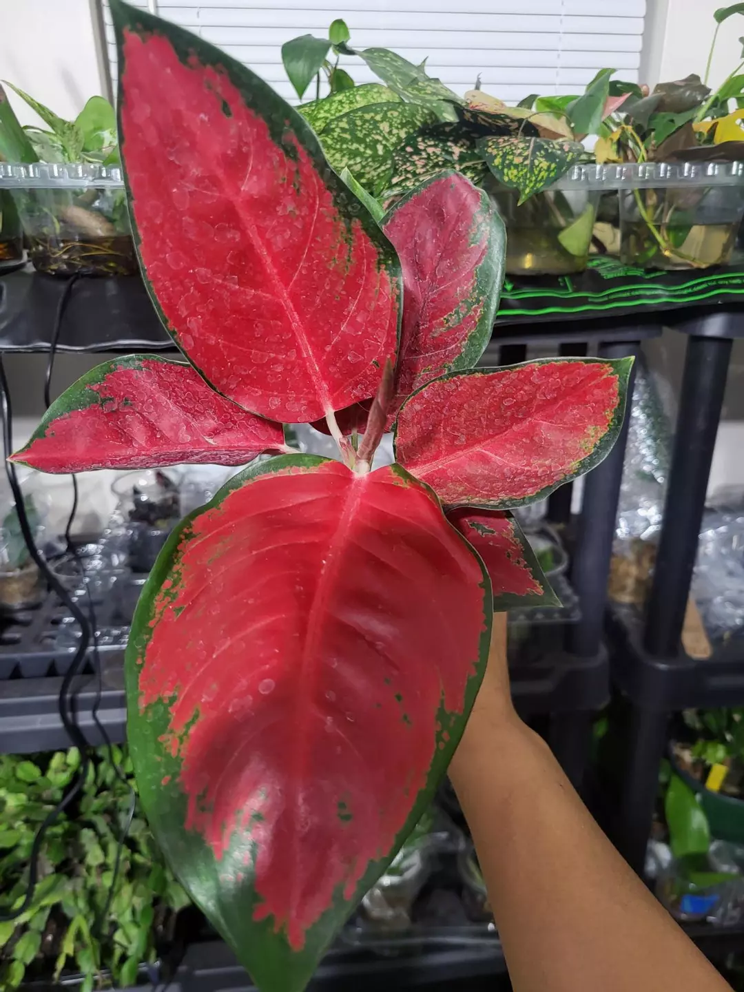 Aglaonema Suksomjai pong tricolor thumbnail