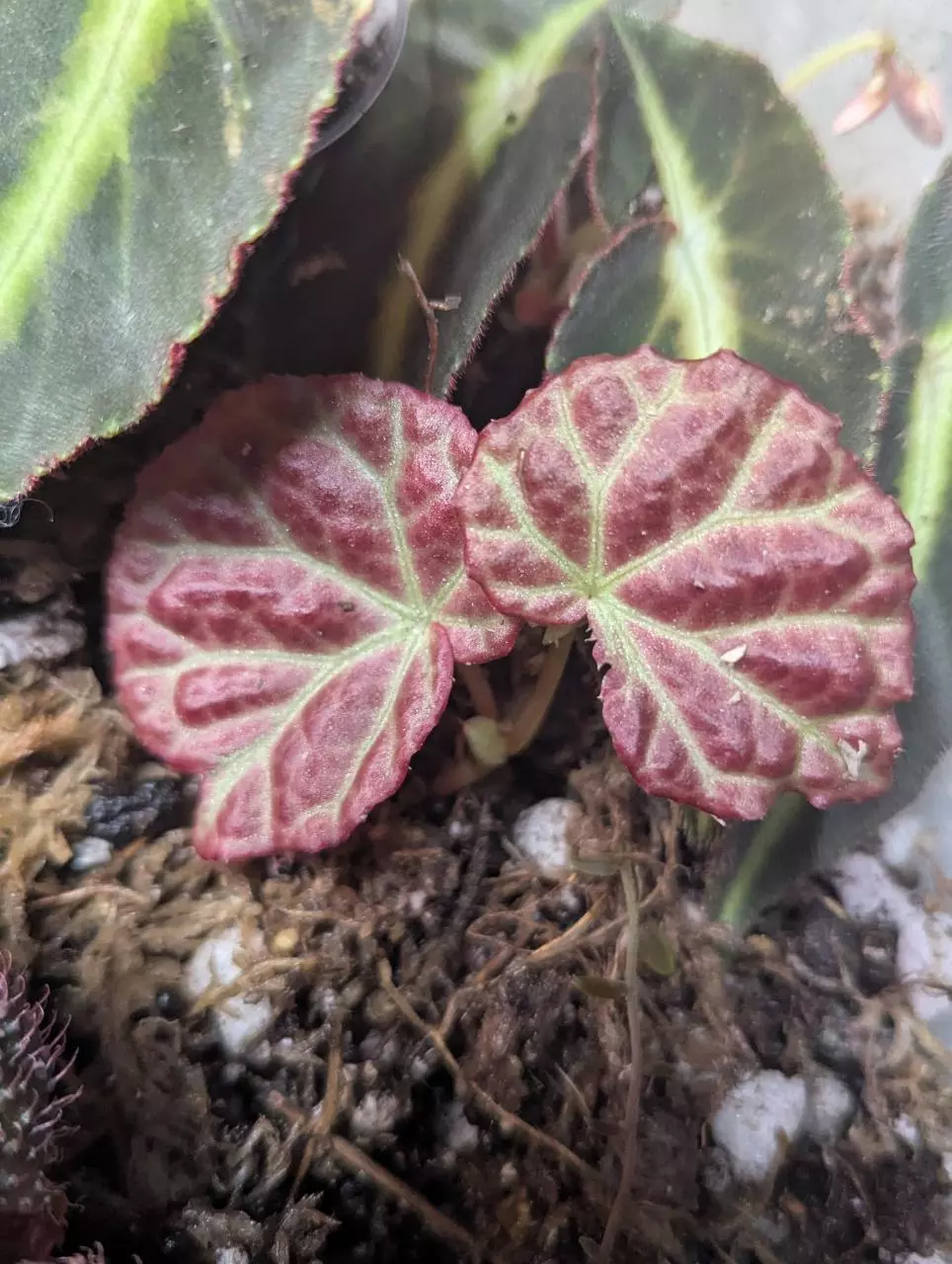 Begonia dracopelta x Sarawak unrooted top cutting thumbnail