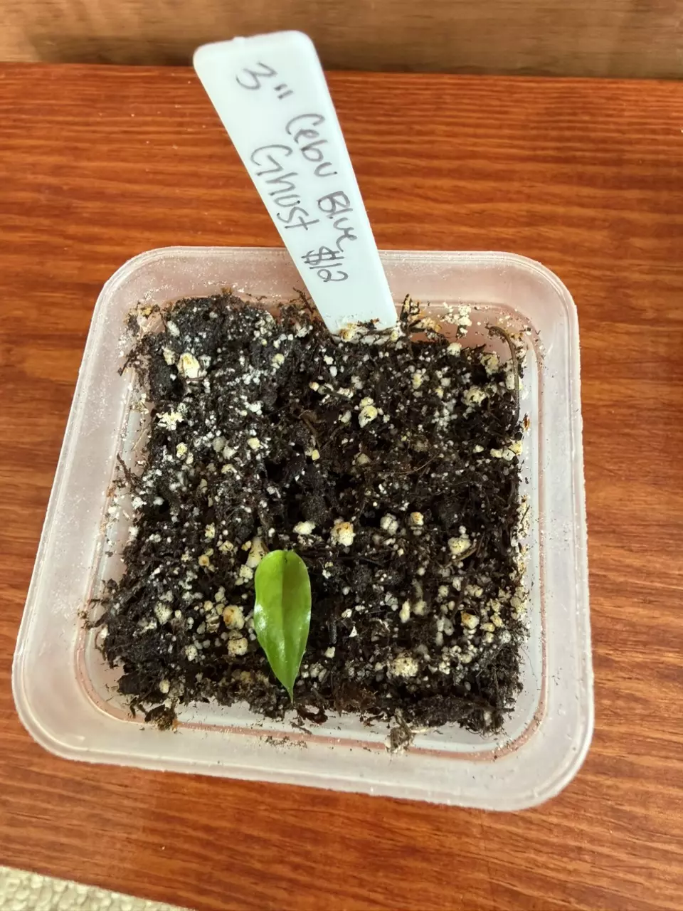 Cebu Blue ghost thumbnail