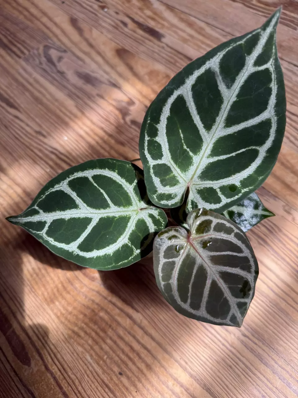 A. Dorayaki x Red Crystal *Fresh Import* thumbnail