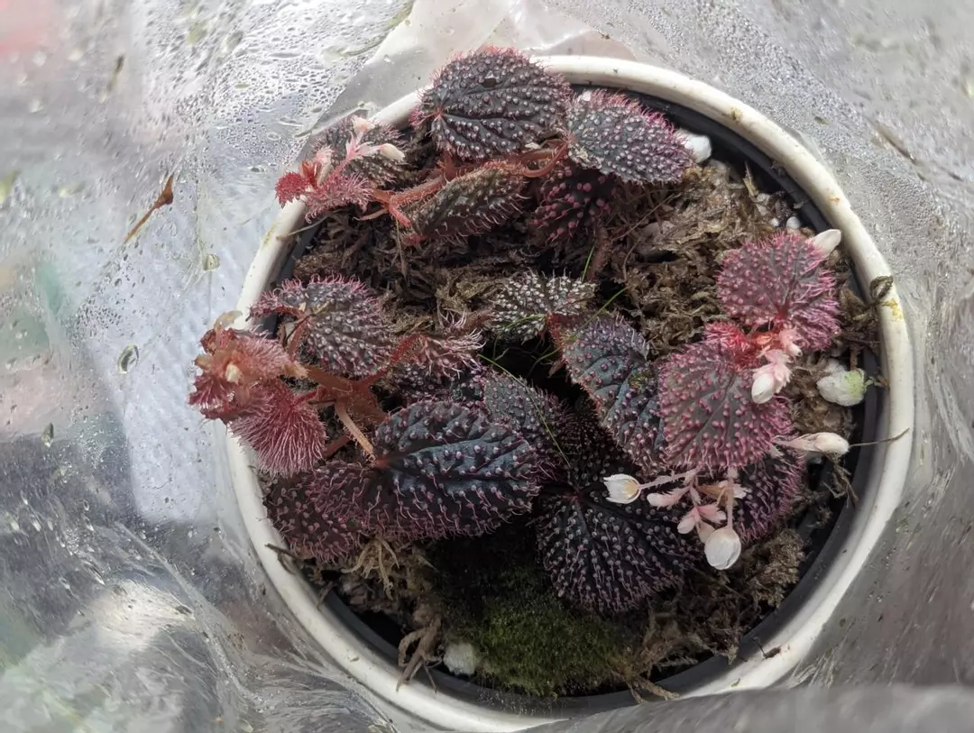 Begonia Pink urchin unrooted cutting thumbnail