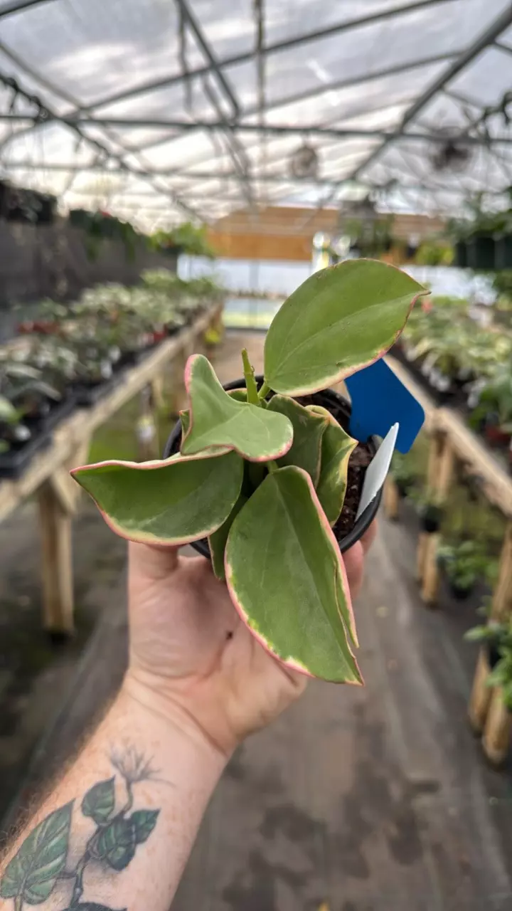 4” Hoya Pachyclada outer variegated 26 thumbnail