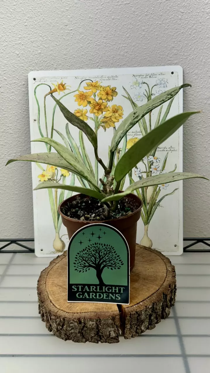 Hoya pubicalyx ‘Pink Silver Ghost’ thumbnail