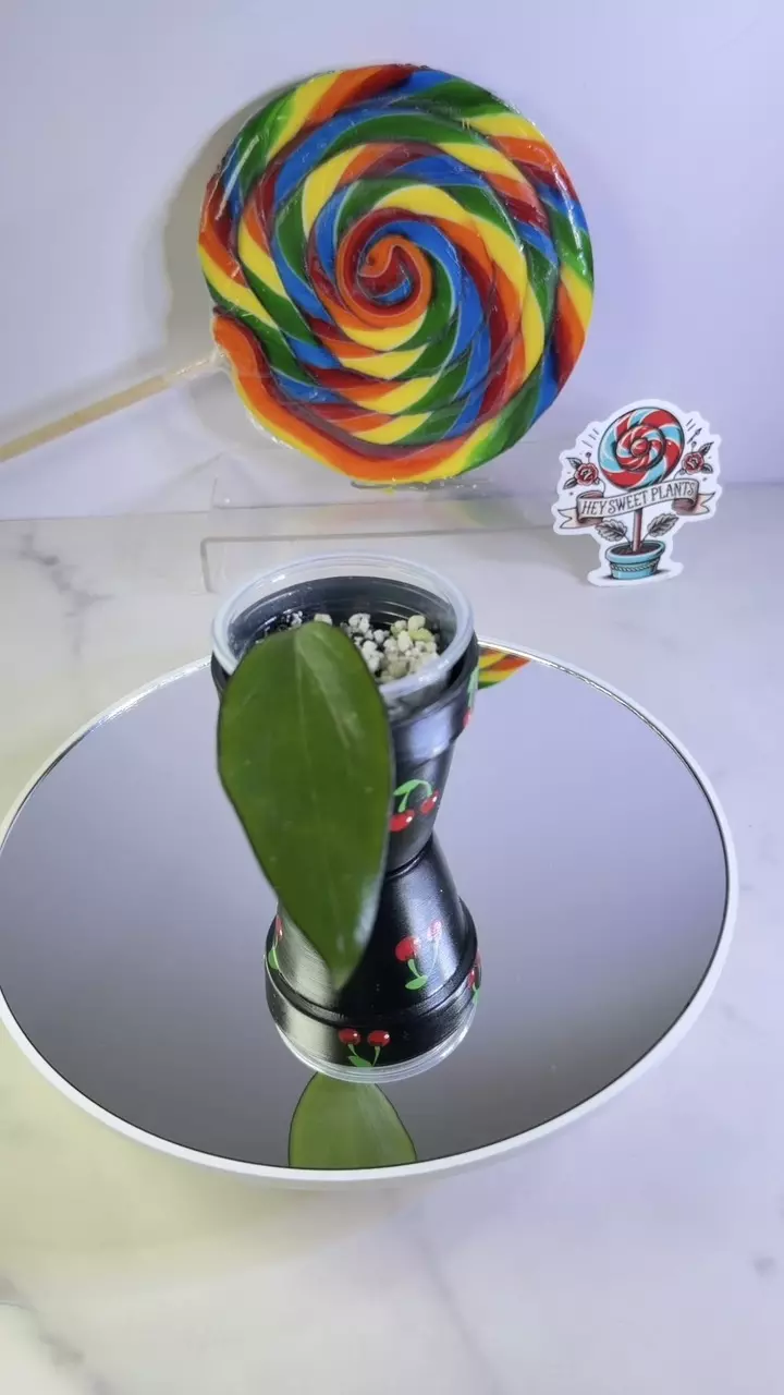 Hoya cinnamomifolia var. purpureofusca thumbnail