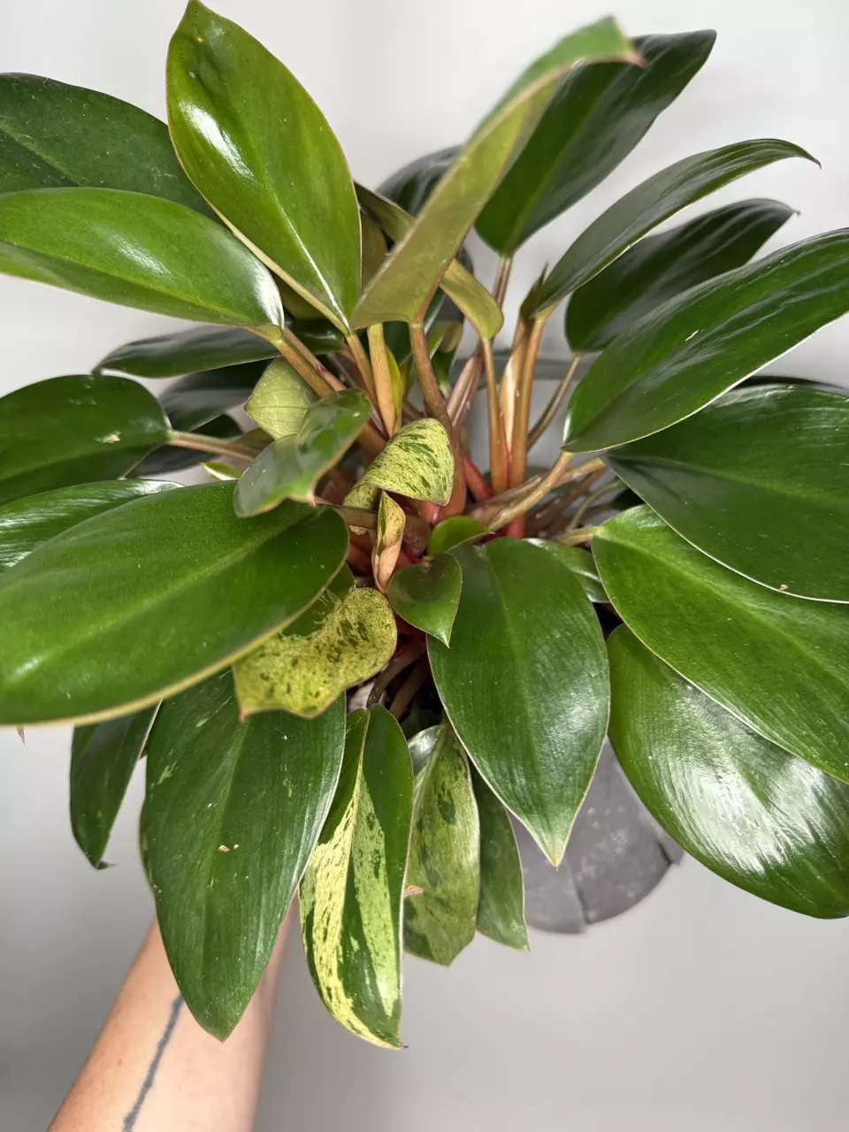 Philodendron Variegated Rojo Congo Marble (Slight Revert) - 6” Pot thumbnail