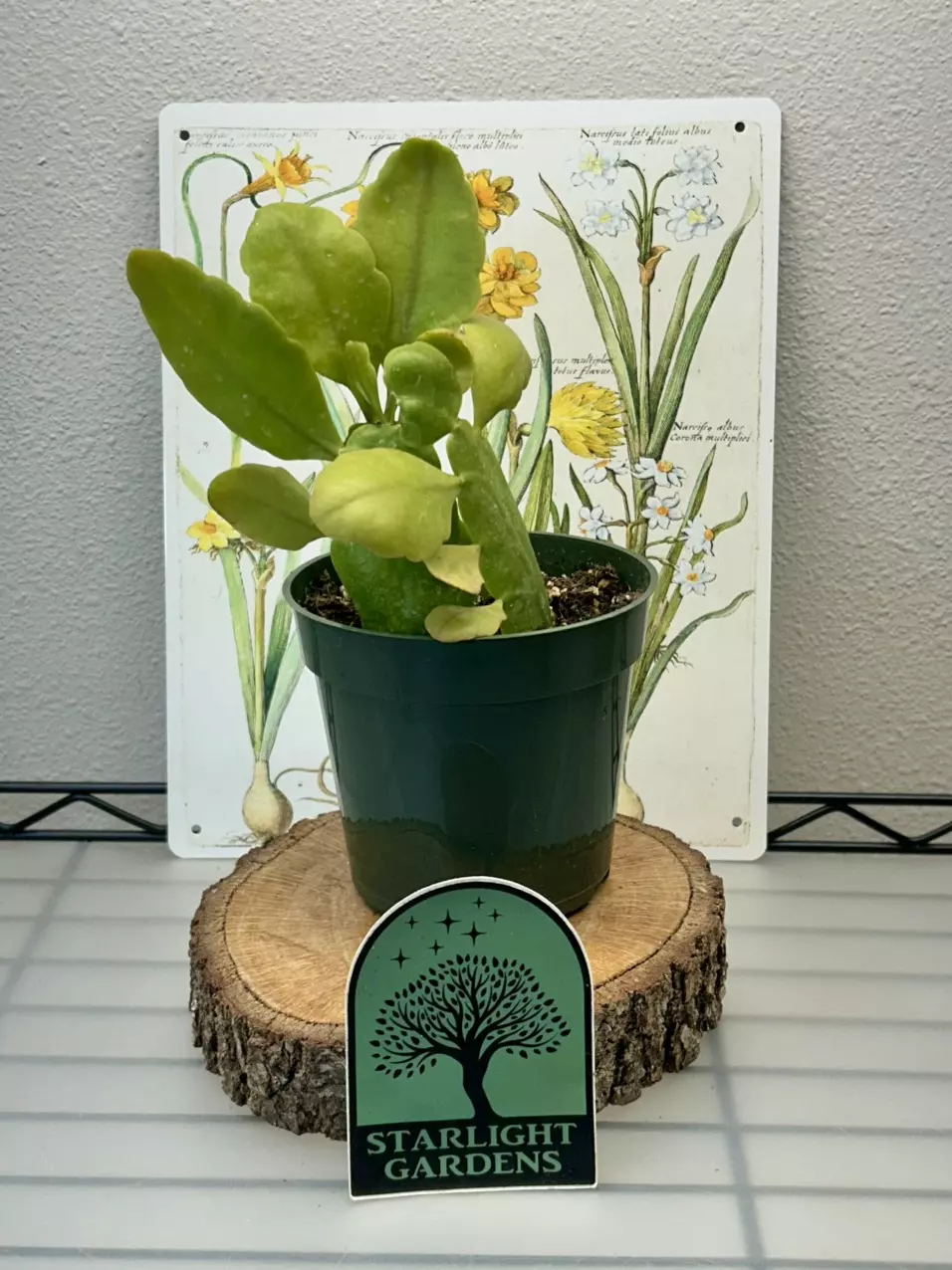 Rhipsalis oblonga thumbnail