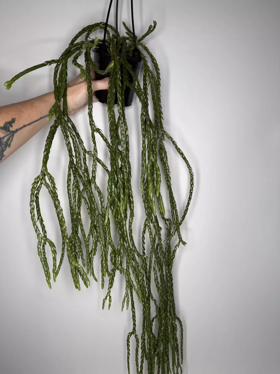 Huperzia Carinata Soi Dragon - 4” Pot thumbnail