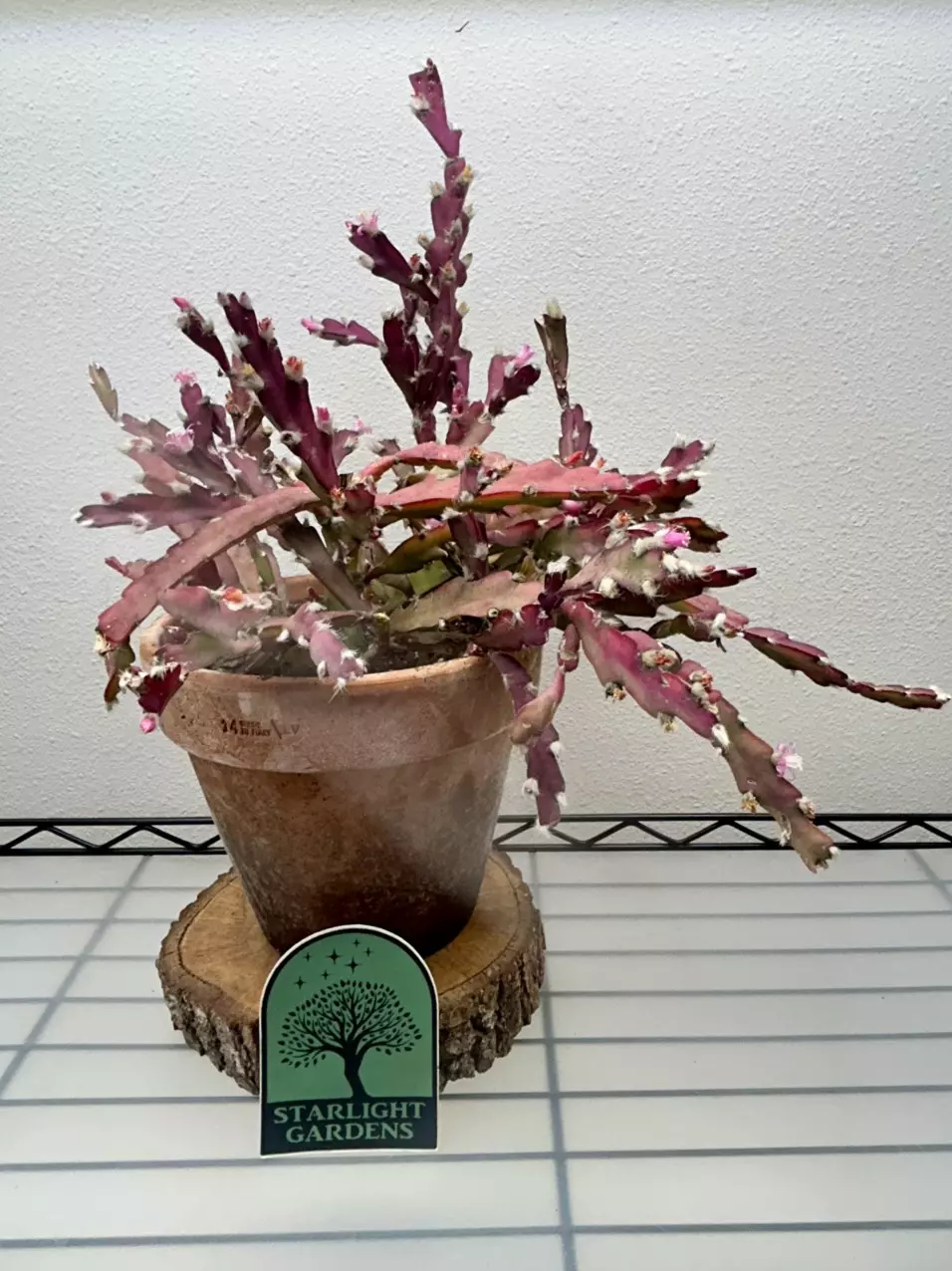 Lepismium cruciforme thumbnail