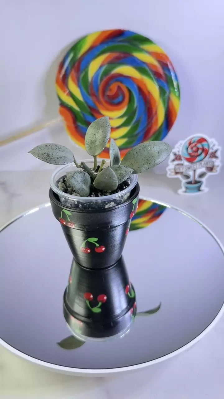 Hoya Lacunosa Silver Pearl thumbnail